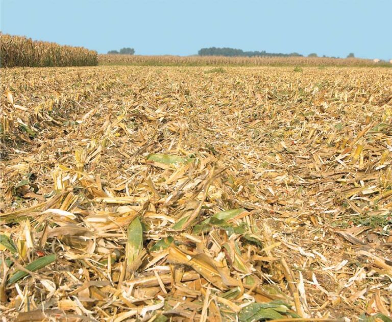 Olimac corn head DragoGT Drago2 Drago Gold sunflower head